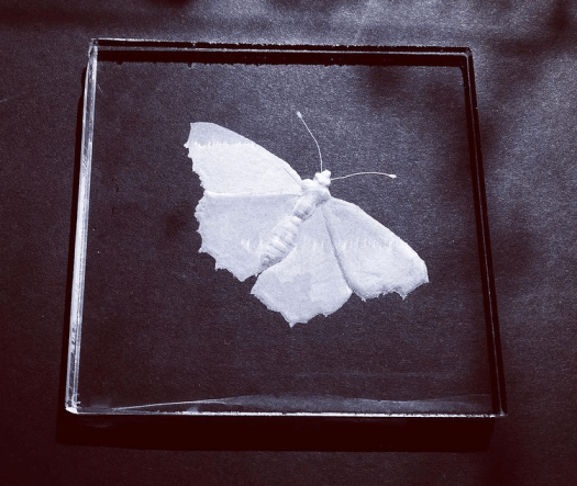 Engraved butterfly on glass