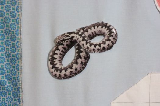 A glass 'Uroborous' (traditionally a snake biting it's tail) with photographic enamel transfers and fused glass, stitched onto a fabric background